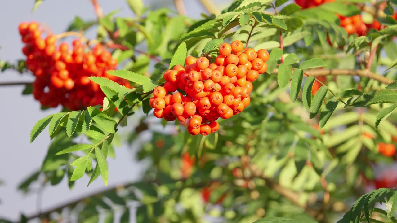 산의 재 또는 rowan sorbus aucuparia