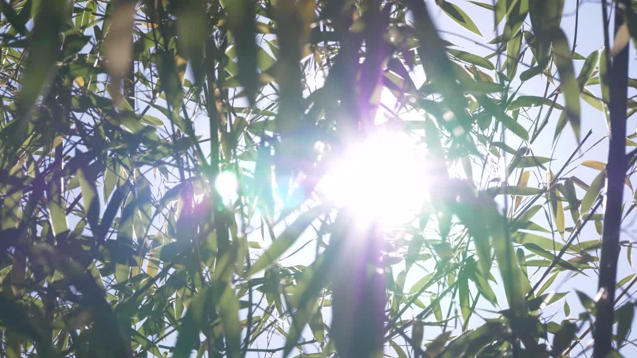 зеленые деревья джунглей и пальмы на фоне голубого неба и сияющего солнца