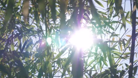 Grüne-Dschungelbäume-Und-Palmen-Gegen-Blauen-Himmel-Und-Strahlende-Sonne