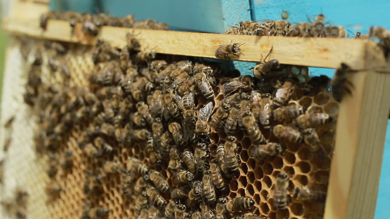 Close Up Of Hardworking Bees On Hive. Close up view of the working bees on honeycomb in summer day