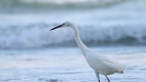 white egret walking and hunting on beach