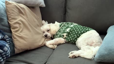 maltese dog sleeping on the couch in a christmas sweater