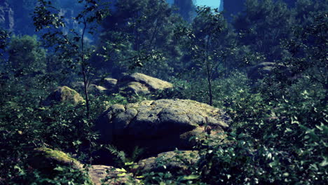 vibrant green foliage surrounds large moss covered rocks in a serene forest