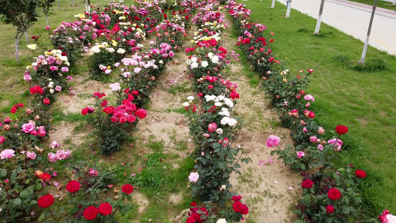 drone volando bajo sobre coloridas flores rosas de jardín junto a un paseo de una universidad