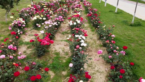 drone flying low over colorful rose flowers of garden next to a promenade of a university