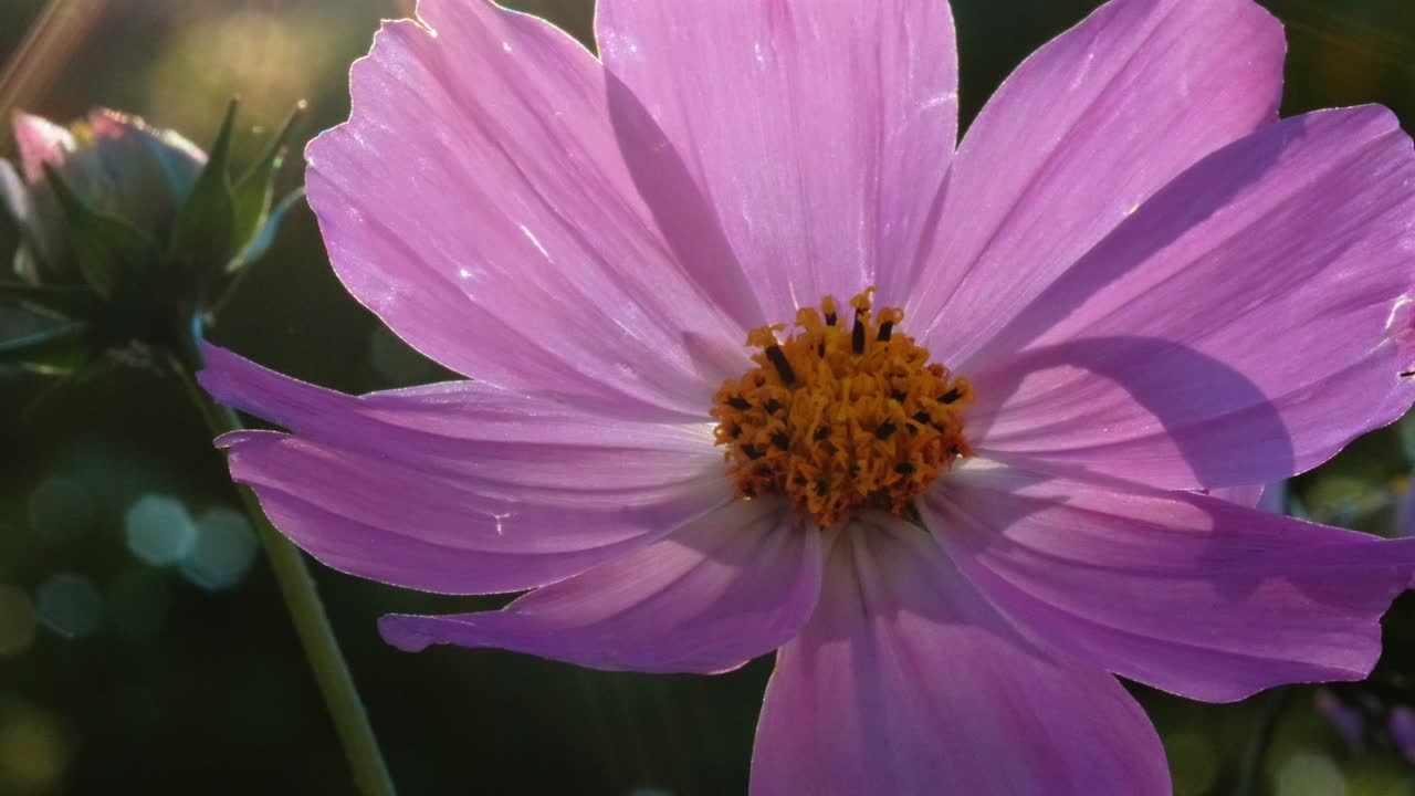 Questo onirico scatto macro mostra un fiore di cosmo rosa che ondeggia in una dolce brezza. Un'estetica da film retrò con luce velata e bokeh caldo crea un'atmosfera da giardino senza tempo e nostalgica in risoluzione 4K.