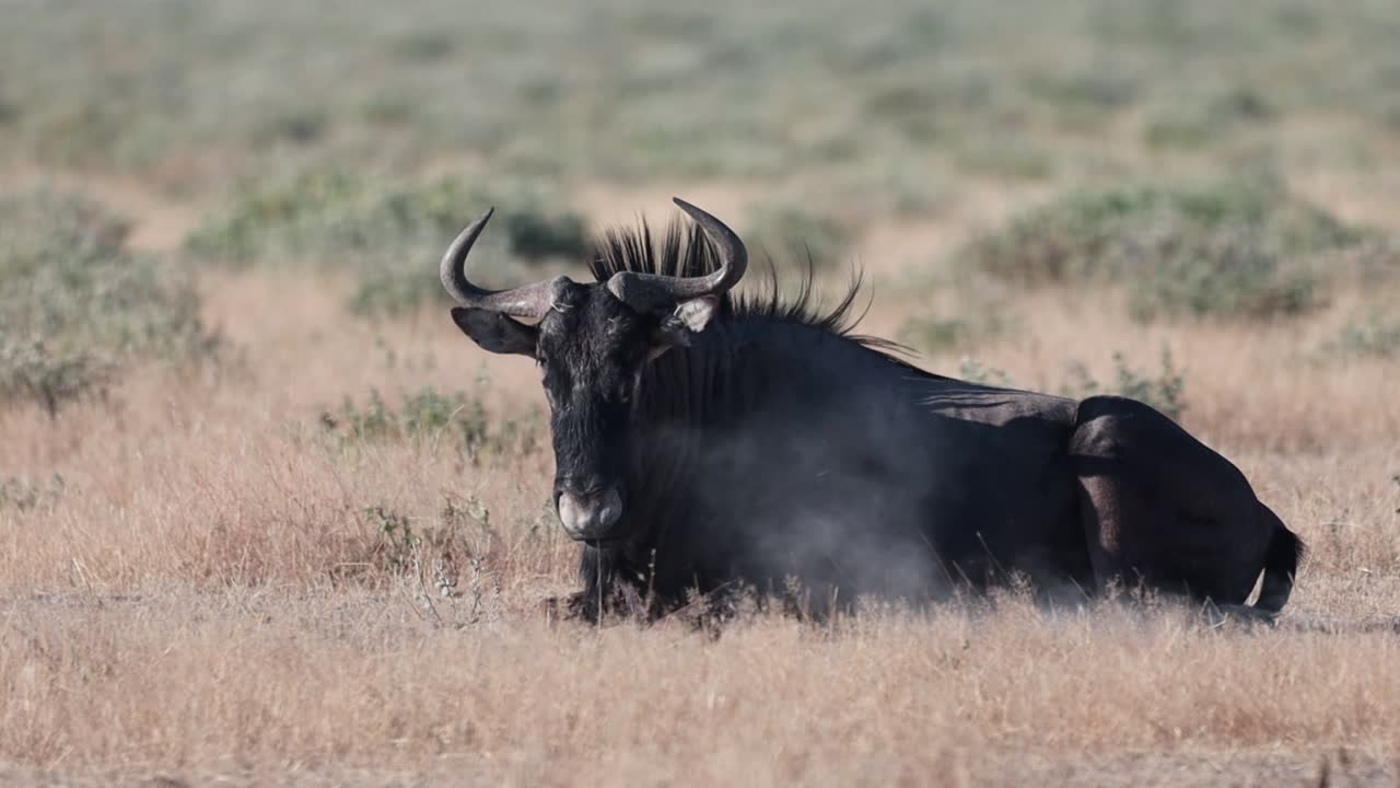 Wildebeest in Etosha National Park, Namibia, wildlife footage of the animals in their natural habitat