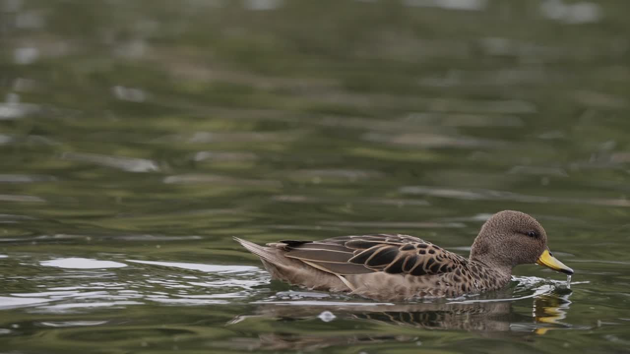 A yellow billed teal, anas flavirostris
