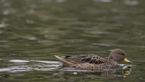 A-yellow-billed-teal,-anas-flavirostris