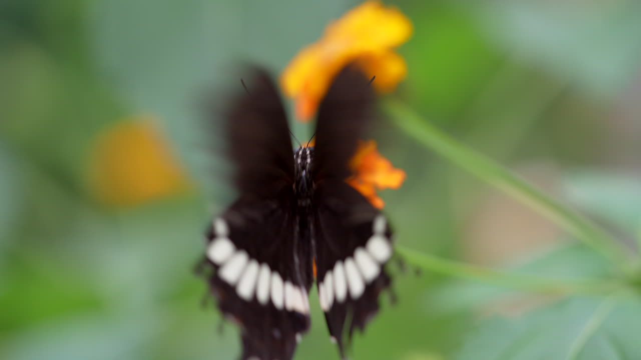 mariposa negra con rayas blancas batiendo alas en cámara lenta durante el proceso de polinización, macro