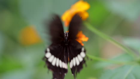 Schwarzer-Schmetterling-Mit-Weißem-Streifen,-Der-Während-Des-Bestäubungsprozesses-In-Zeitlupe-Flügel-Schlägt,-Makro