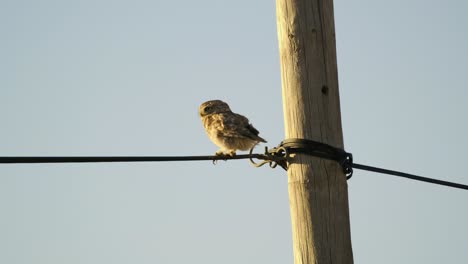 young owl on the wire. 4k