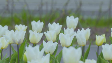 white tulips bloom against an urban backdrop - close up, blurred background