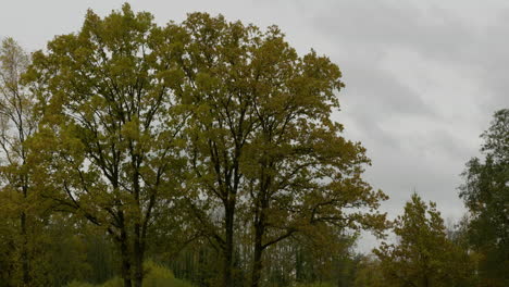 Ein-Eindruck-Der-Naturfarbszene-Im-Herbst,-Fallende-Blätter-Auf-Den-Straßen