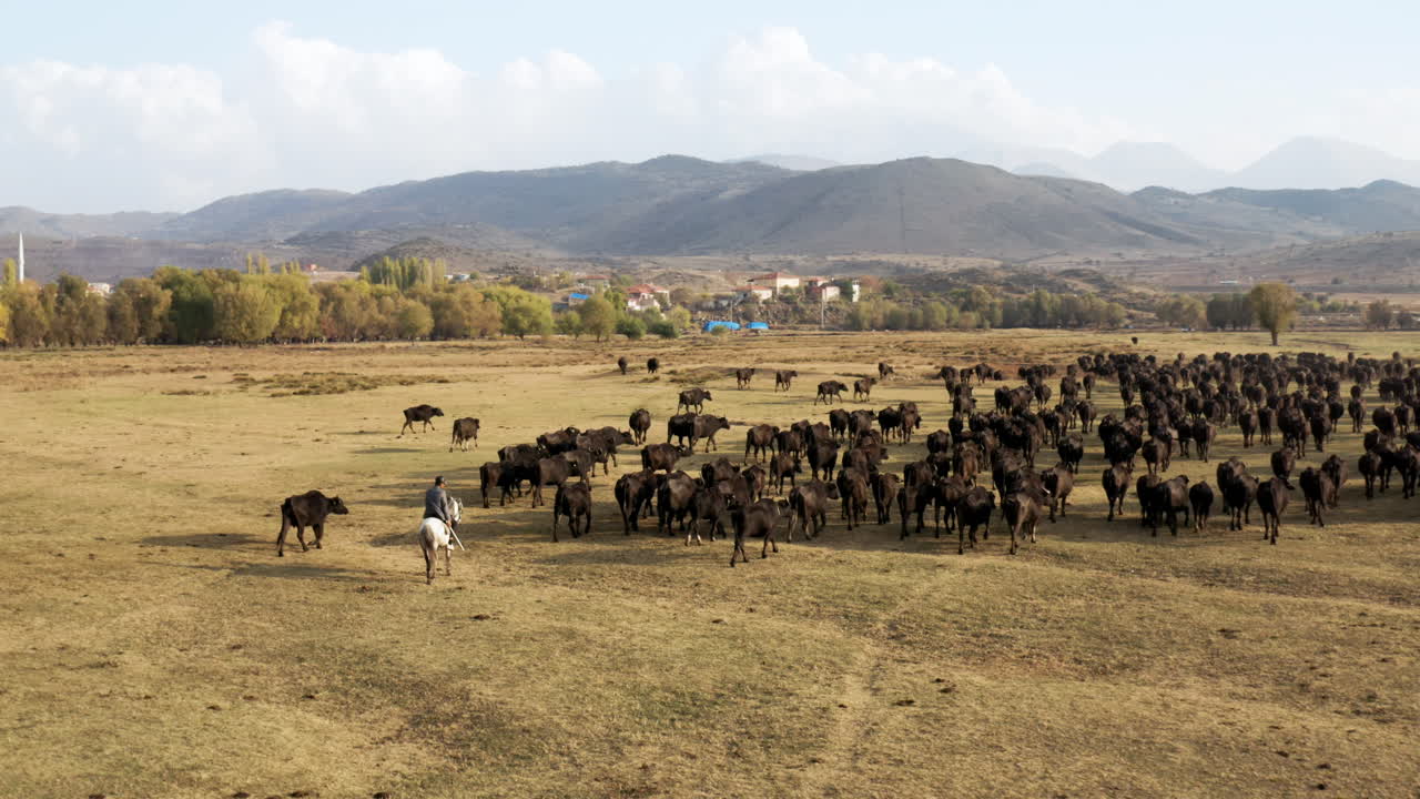 Aerial View Of The Herd Of Black Cattle Walking Back Home Along With The Herdsman In Kayseri, Cappadocia, Turkey