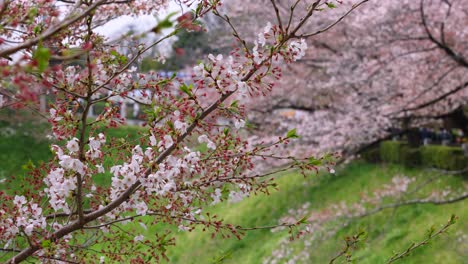 Flores-De-Cerezo-En-Pequeños-Racimos-En-Una-Rama-De-Cerezo