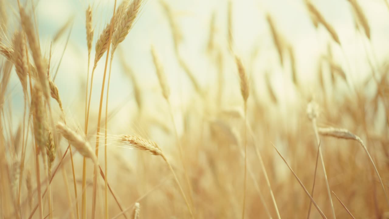Sunlight on ripe wheat – a simple, beautiful moment in nature. Hints of fresh bread and the bounty of the land.