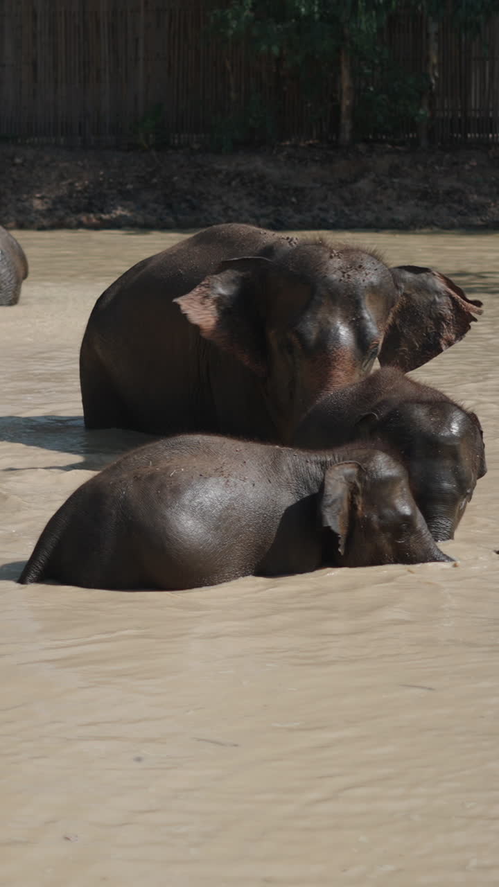 Elephants in a Muddy Water Hole