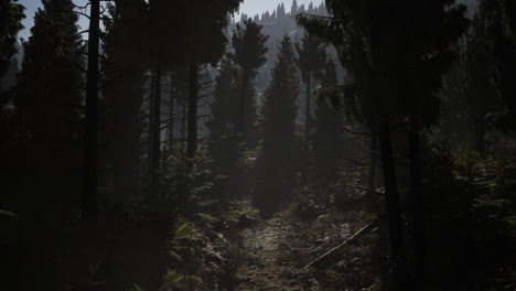 pine and spruce tree forest