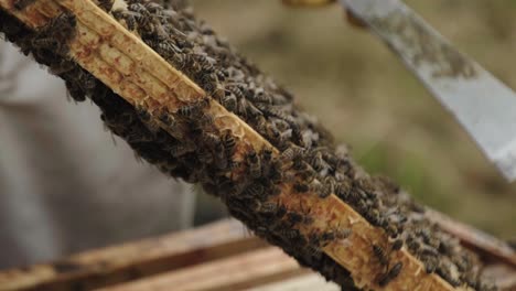 The-beekeeper-holds-a-honey-frame-with-bees-in-hands