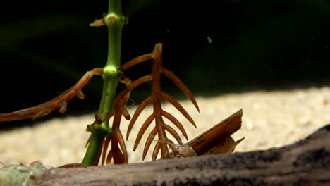 larva de caddisfly trepando sobre vegetación acuática