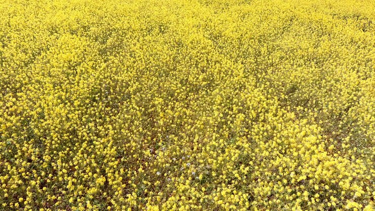 Ripresa aerea: vasto campo di fiori selvatici di un giallo vivace in fiore.
