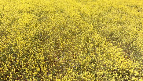 aéreo, vasto campo de vibrantes flores silvestres amarillas en flor