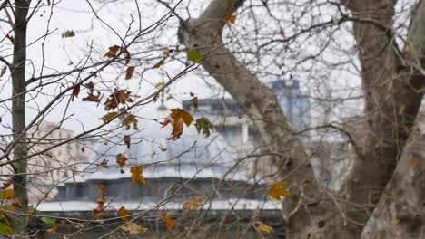 bare tree branches with brown leaves