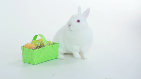 un conejo olfateando alrededor de una canasta de huevos de pascua.