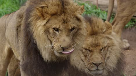 Hermanos-Leones-Uno-De-Patrulla-Uno-Durmiendo