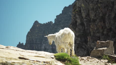 mountain goat at high altitude, staring into the void, static shot