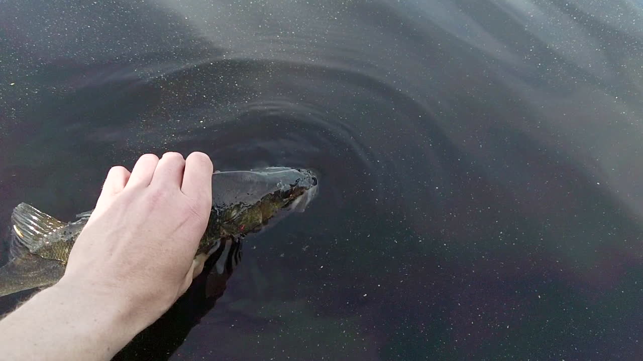 다시 자유롭게 살기 위해 물로 돌아가 큰 유럽 농어 또는 perca fluviatilis를 풀어주는 느린 동작