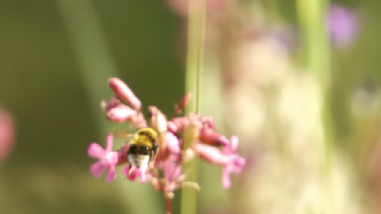 Bumblebee collects flower nectar at sunny day. Bumble bee shot in super slow motion camera 1000 fps