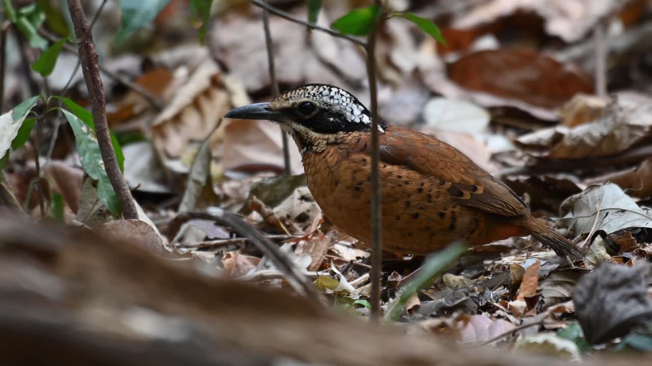 pitta de orejas, hydrornis phayrei