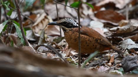 eared pitta, hydrornis phayrei