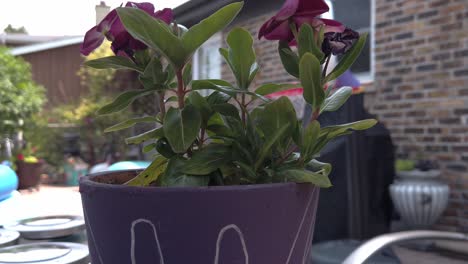 olla de flores púrpura cerca moviéndose hacia abajo