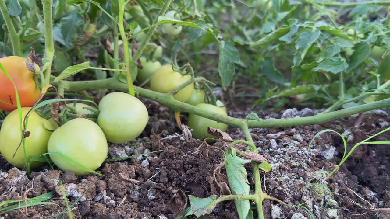 tracking shot of tomatos growing in the kitchen garden