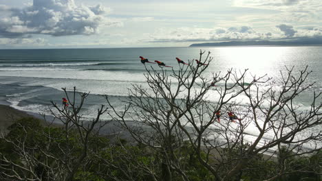 Loros-Despegando-Un-árbol-Olas-Del-Océano-Telón-De-Fondo-Costa-Rica