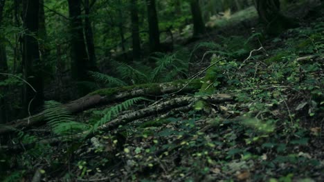 Nahaufnahme-Der-Stimmungsvollen-Grünen-Aufnahme-Der-Farne-Im-Wald