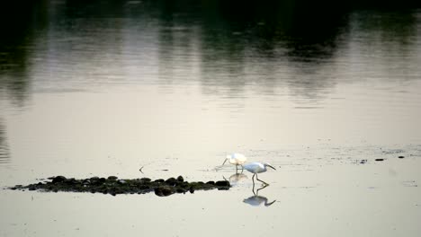 Schneereiher-Angeln-Im-Wasser