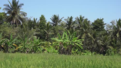 Bosque-De-Palmeras-A-Lo-Largo-Del-Borde-De-Altos-Brotes-De-Arroz-Maduros-En-Campo-Verde