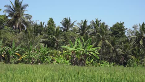 palm tree forest along edge of tall mature rice shoots in green field
