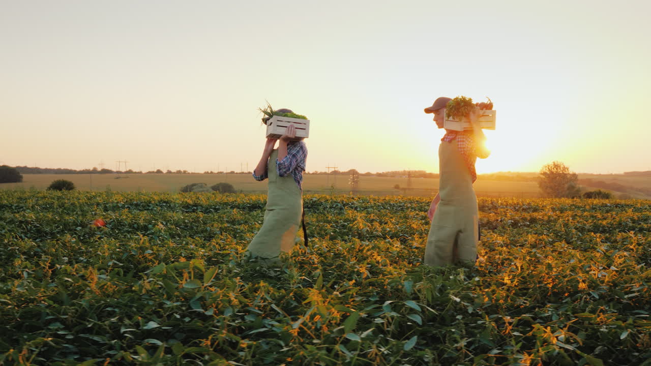 una familia de agricultores lleva cajas con verduras por el campo agricultura orgánica y alimentación saludable