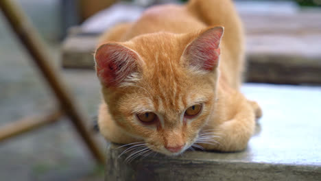 close-up cute orange baby cat