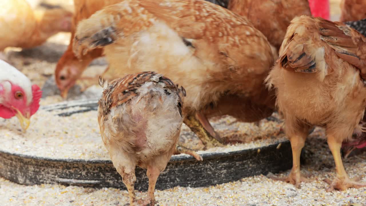 primer plano de pollos comiendo alimento para aves de corral en la granja