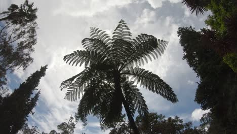 Vista-Superior-Del-árbol-De-Hojas-Más-Alto-Desde-El-Nivel-Del-Suelo