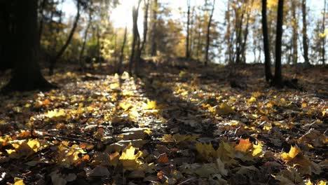 bright yellow fallen leaves on ground in autumn forest sunny day, backlight