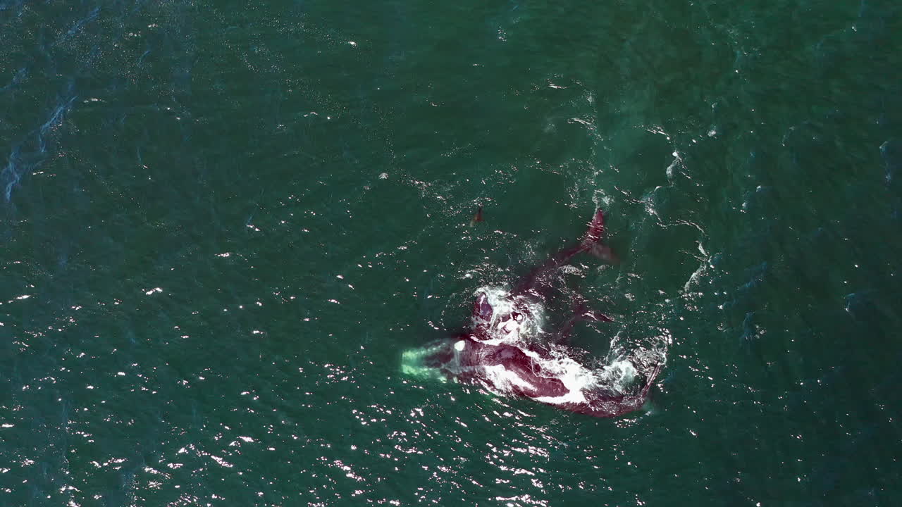 대서양에서 수영하는 남방긴수염고래 가족