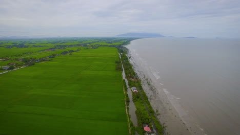 Flying-above-green-paddy-fields-on-agricultural-farmland-at-seaside