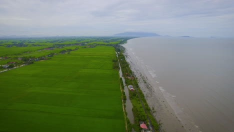flying above green paddy fields on agricultural farmland at seaside